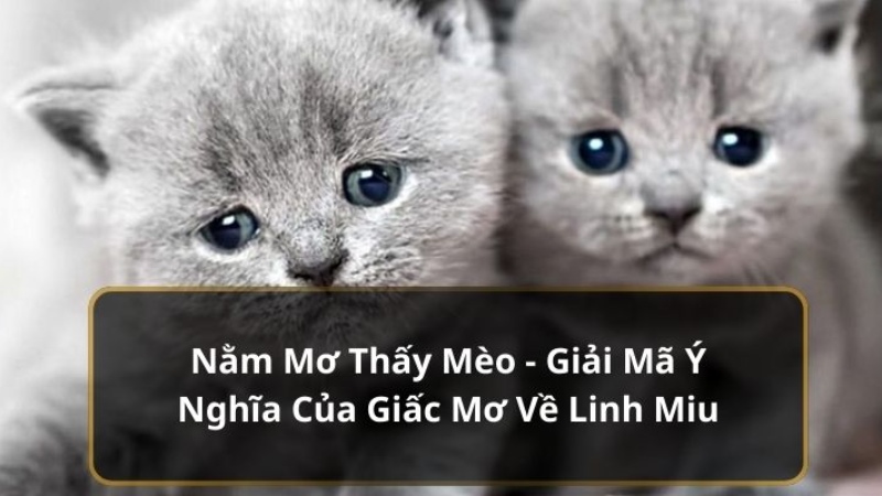 nằm mơ thấy mèo